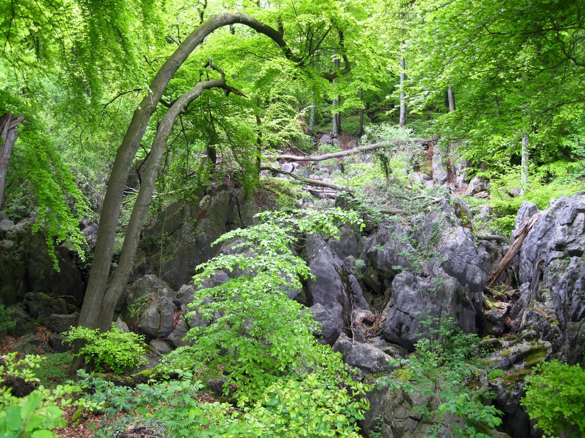 Blick auf steinige Formationen im Felsenmeer umrahmt von Wald