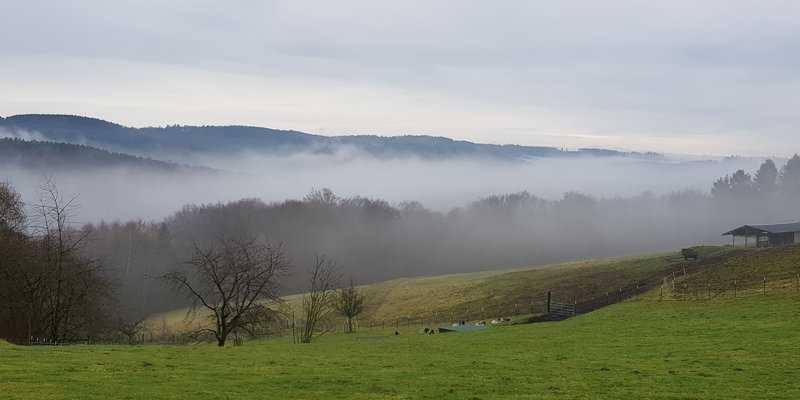 Nebelschwaden über den Feldern von Gut Holmecke