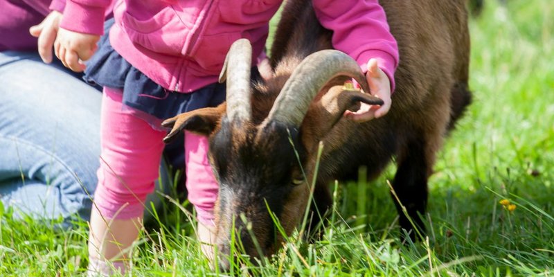 Mädchen streichelt Zwergziegen auf Gut Holmecke