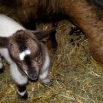 Ziegenbabys 2016 auf Gut Holmecke - Margarete ist geboren