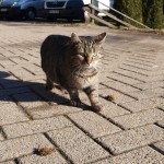 UNIVITA - Gut Holmecke - Katzen - Tigerchen