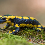 UNIVITA - Gut Holmecke - Salamander